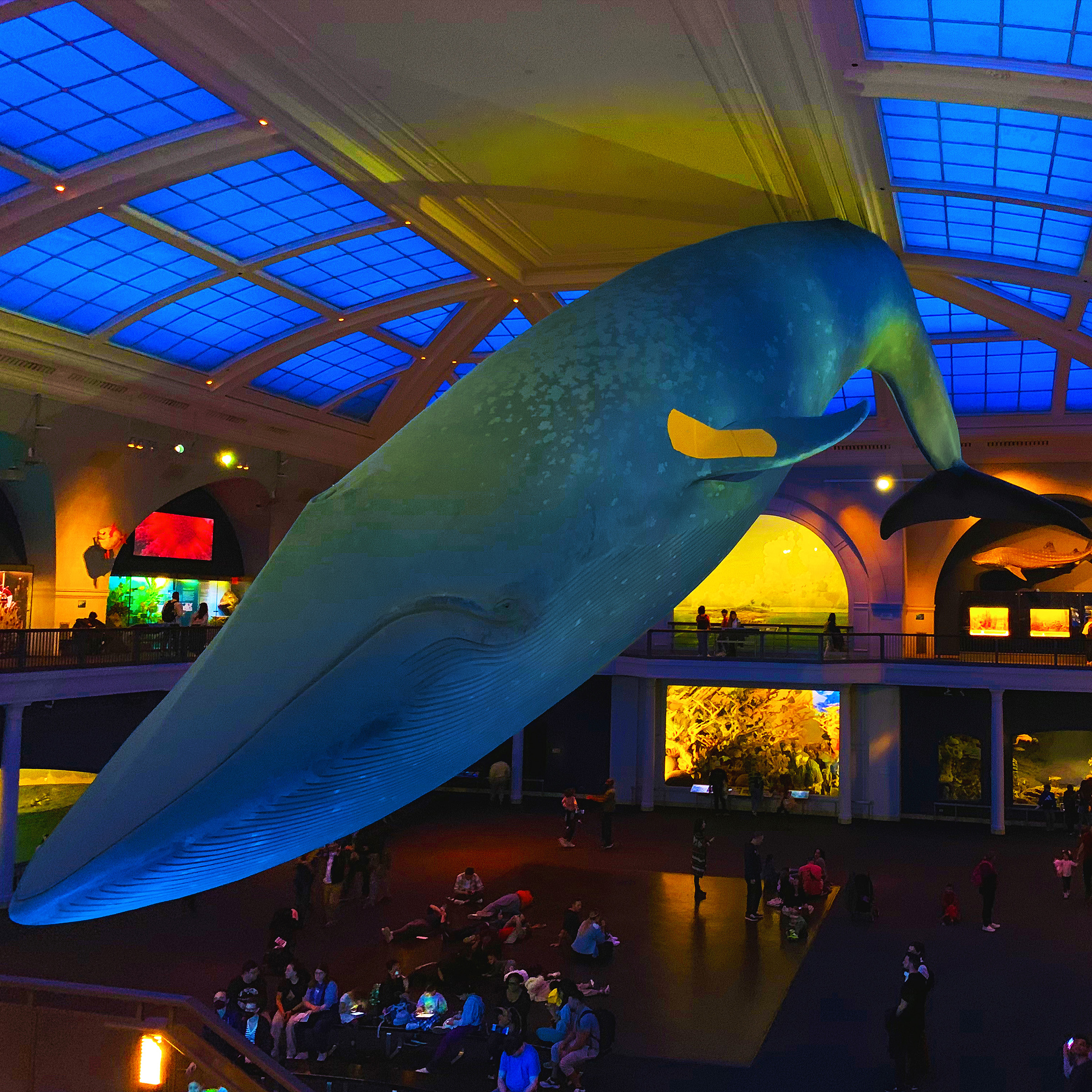 AQUATIC Blue Whale, 16in x 16in fine art photograph, signed and numbered by Sebastian Wintermute. Blue Whale with COVID vacination bandaid at American Museum of Natural History, New York